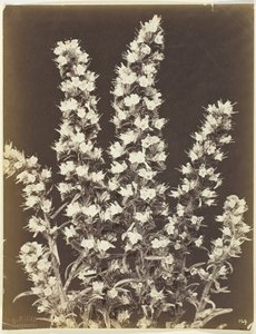 Sans titre [plante à fleurs]
