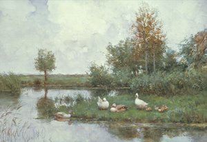 Canards dans un paysage fluvial