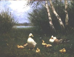 Canards avec canetons