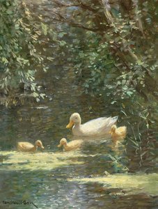 Mère canard avec canetons dans l