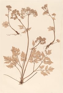 Chaerophyllum hirsistum - Constetin von Ettinghausen and Alois Pokorny