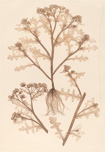 Senecio viscosus