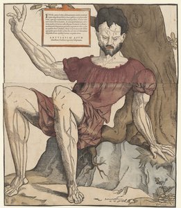 Les veines du corps humain