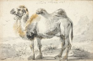 Un chameau