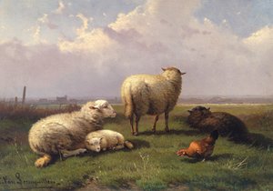 Moutons somnolant dans un pâturage