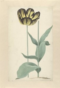 La tulipe Bizard Catafalque