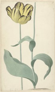 La tulipe Bizard Louis d