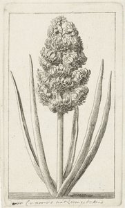 Hyacinthe - Cornelis van Noorde