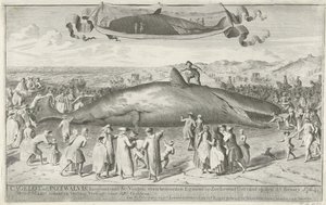 Cachalot échoué près d