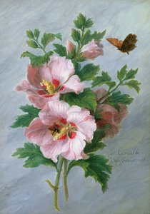Hibiscus contre un rebord de marbre