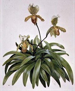 Orchidée Sabot de Vénus du Népal (Paphiopedilum insigne)
