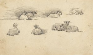 Étude de moutons