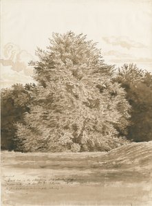 Wrottesley Hall - Le bosquet - Cornelius Varley