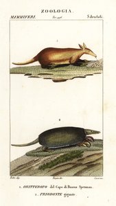 Oryctérope et tatou géant - Corsi Corsi