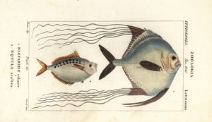 Carangue africaine, Alectis ciliaris, Blepharis ciliaris, Blefaride ciliare 1 et poisson-poney, Poulain ruse, Leiognathus equulus 2