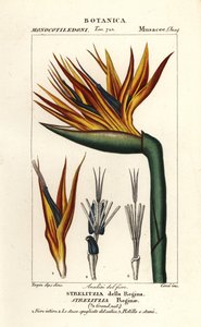 Fleur de paradis, Strelitzia reginae