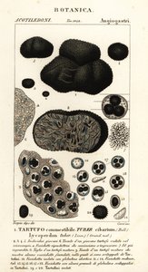 Truffe noire, Tuber melanosporum