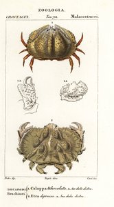 Crabe boîte et crabe Aethra - Corsi Corsi