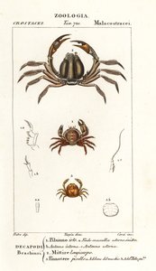 Pilumnus hirtellus, Mictyris longicarpus, Pinnotheres pisum - Corsi Corsi