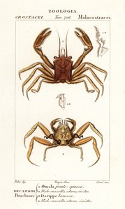Crabe porteur et crabe dorripidé - Corsi Corsi