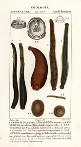 Sangsue noire commune, Hirudo verbana, var. - Corsi Corsi