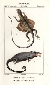 Dragon volant commun et caméléon à deux cornes - Corsi Corsi