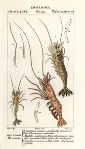 Crevette commune, Crangon crangon 1, crevette rose, Pandalus montagui 2, et Aegaeon cataphractus 3