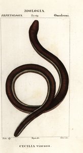 Cécilie à bandes jaunes, Ichthyophis glutinosus - Corsi Corsi