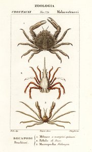 Crabe flèche et crabe araignée de Leach - Corsi Corsi