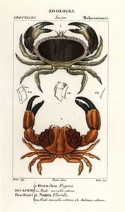 Crabe comestible et crabe sillonné - Corsi Corsi