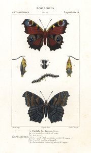 Paon du jour, Aglais io - Corsi Corsi