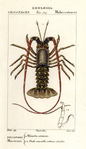Langouste européenne, Palinurus elephas - Corsi Corsi