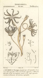 Crinoïde éteint Encrinus, Encrino d
