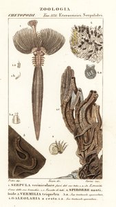 Ver de ventilateur, Serpula vermicularis 1, ver polychète, Spirorbis corrugatus 2, ver annélide constructeur de tubes, Spirobranchus triqueter 3 et Galeolaria caespitosa 4