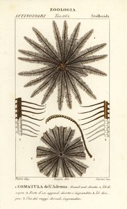 Comatule, Oligometrides adeonae, Comatula adeonae, Comatula dell’Adeona
