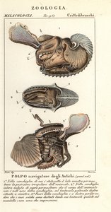 Argonaute commun, Argonauta argo