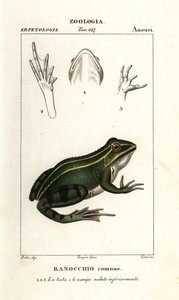 Grenouille verte, Pelophylax kl esculentus - Corsi Corsi