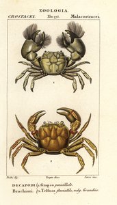 Hemigrapsus penicillatus et Potamon fluviatile - Corsi Corsi