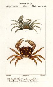 Crabe fantôme cornu et crabe zombie - Corsi Corsi
