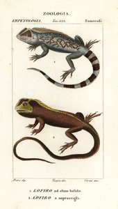 Lézard à tête de lyre, Lyriocephalus scutatus 1 et lézard plongeur ou iguane à tête de mop, Uranoscodon superciliosus 2