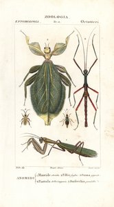 Mante, insecte feuille, insecte bâton, etc.