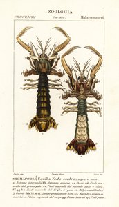 Crevette mante, Lysiosquilla scabricauda - Corsi Corsi