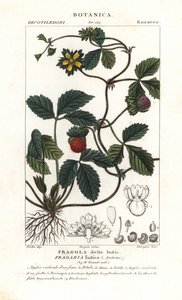 Fausse fraise, Potentilla indica