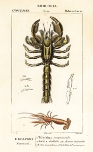 Homard de boue et crevette de boue - Corsi Corsi