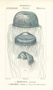 Méduse à œil nu, Berenix euchroma 1 et méduse cristal, Aequorea cyanea 2 - Corsi Corsi