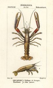 Langoustine et crevette - Corsi Corsi