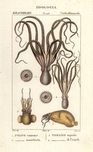 Espèces de pieuvres et de calmars