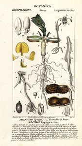 Arachide ou cacahuète, Arachis hypogaea - Corsi Corsi