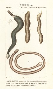 Vers de cacahuète, Sipunculus nudus 1, Siphonosoma cumanense 4, etc. - Corsi Corsi