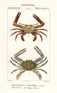 Crabe périscope et crabe fleur